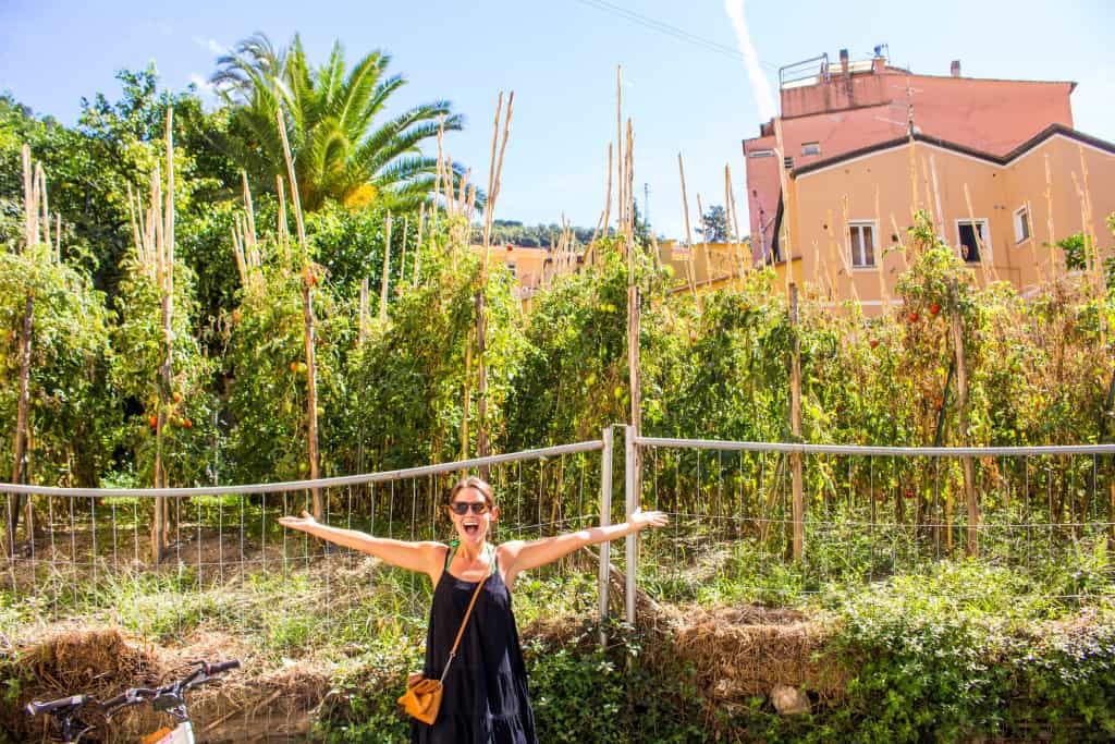 Tomato Garden in Manarola, Cinque Terre, Italy