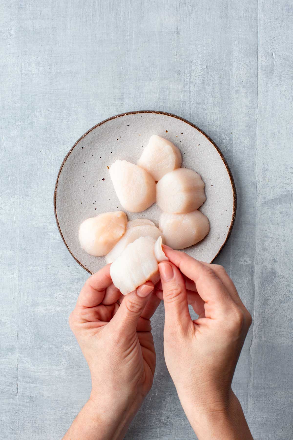 Hands removing the tough side muscle from a raw sea scallop over a plate of scallops.